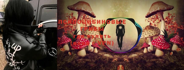 прущие грибы Новозыбков